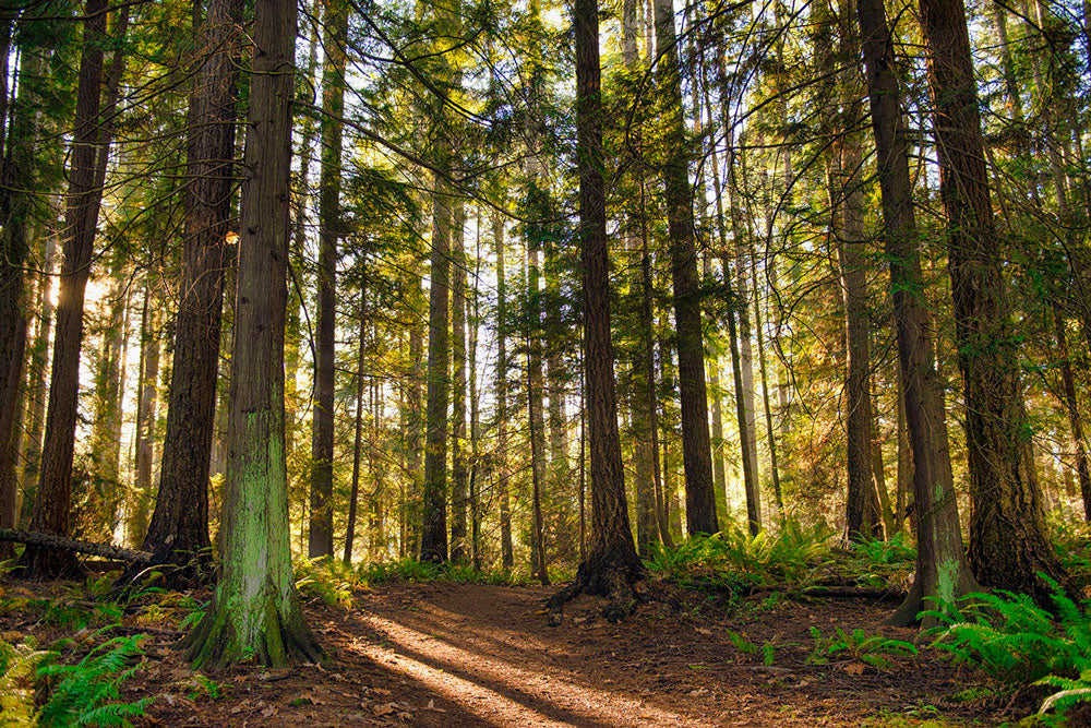 The sunlight filters through the dense canopy of a lush forest, illuminating a trail surrounded by tall trees and ferns.