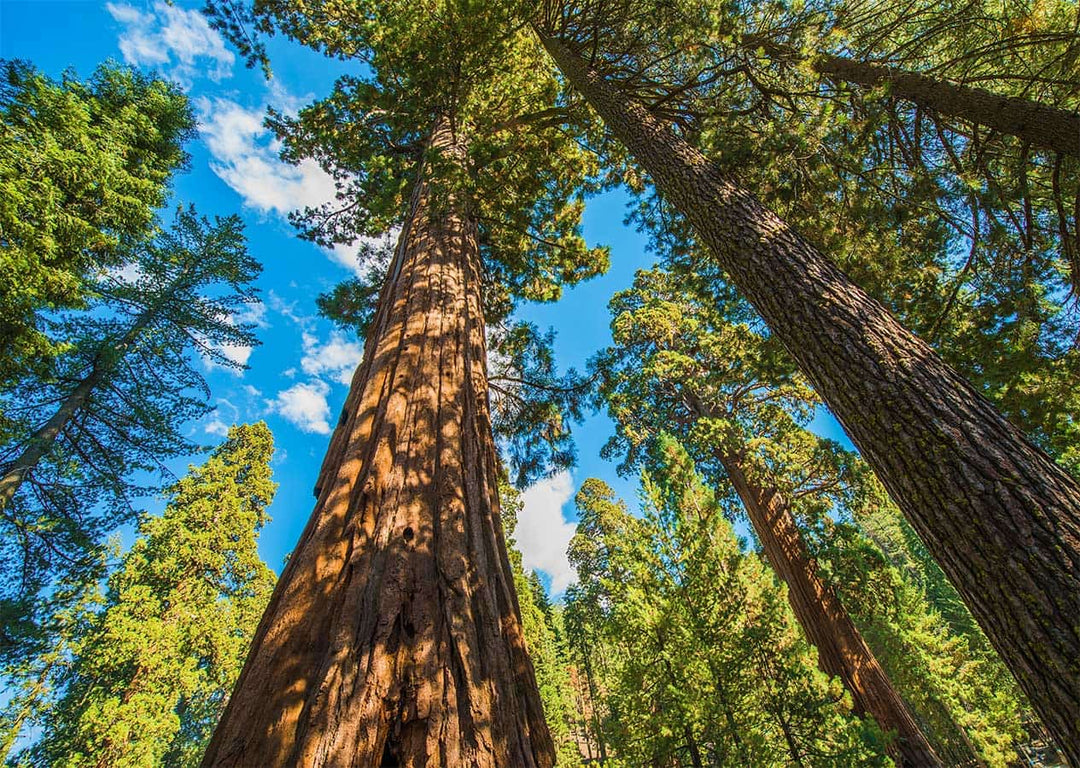 upwards shot of forest will tall trees and blue sky