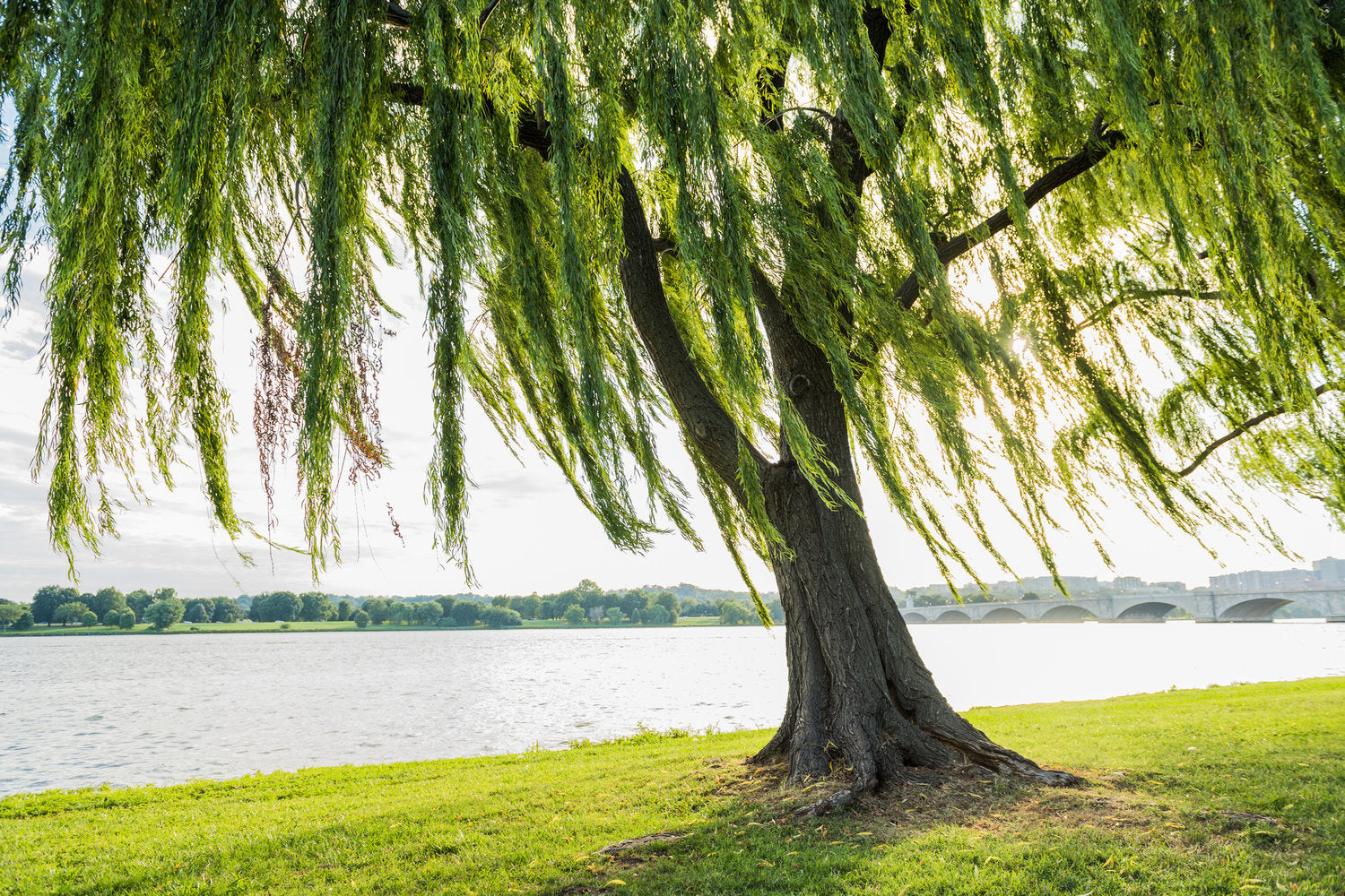A willow tree stands by a tranquil lake, its delicate branches swaying gently in the breeze, with the sun casting a warm glow on the serene waters.